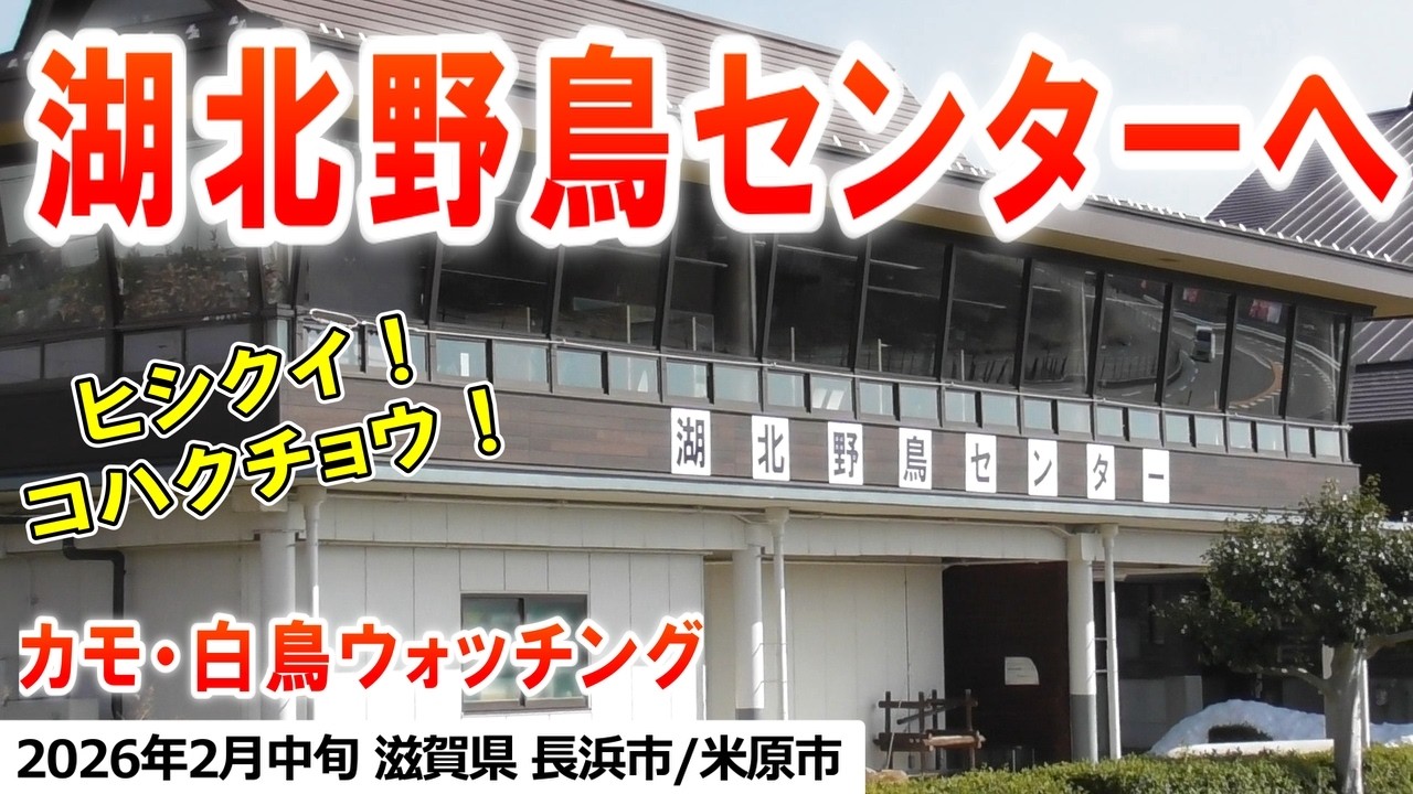 2026年2月中旬 カモウォッチング in 長浜市・米原市（湖北野鳥センター、朝妻緑地ほか）（カルガモ、ヒドリガモ、マガモ、キンクロハジロ、コガモ、オナガガモ、コハクチョウ、ヒシクイ、オオワシ）