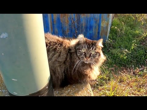 逃げて行った野良猫を呼び戻そうとしたら他の猫がモフられに来た