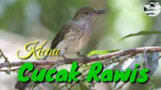 Download lagu Kicau Cucak Rawis gacor cocok untuk suara pikat Kicau Cucak Rawis gacor cocok untuk suara pikat