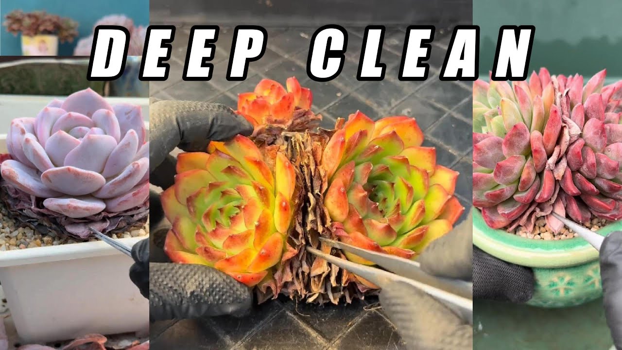 DEEP CLEAN 🌵 ASMR Succulent Cleaning | Satisfying Dry Leaf Crunch (No Talking)