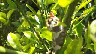 Giant Swallowtail Erfly Caterpillar On Calamondin Citrus Host Plant