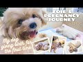 Dog Giving Birth for the First Time (Shihtzu x Poodle) | Zoie’s Pregnancy Journey Part 2