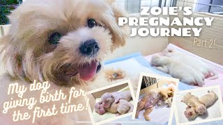 Dog Giving Birth for the First Time (Shihtzu x Poodle) | Zoie’s Pregnancy Journey Part 2