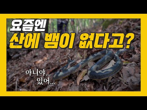 🐍<strong>뱀에</strong> 물리면 어떻게 해야 할까? 입으로 독을 뺀다? 과학적 효과 없다! [신박한 벙커 60회 선공개]