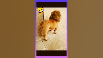 #short/Funny video