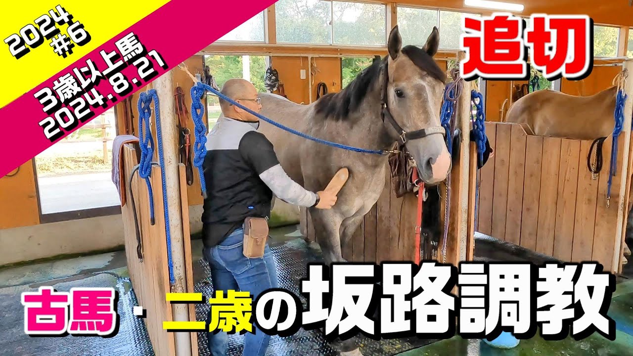 3歳以上&ニ歳馬#6 調教】2024.8.21【坂路】入厩を控えた競走馬の追い 3歳以上&ニ歳馬#6 調教】2024.8.21【坂路】入厩を控えた競走馬の追い