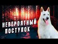 То, Что Совершил Пес, заставит многих задуматься!