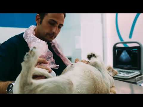 Te Puedes Permitir Tener Un Pug