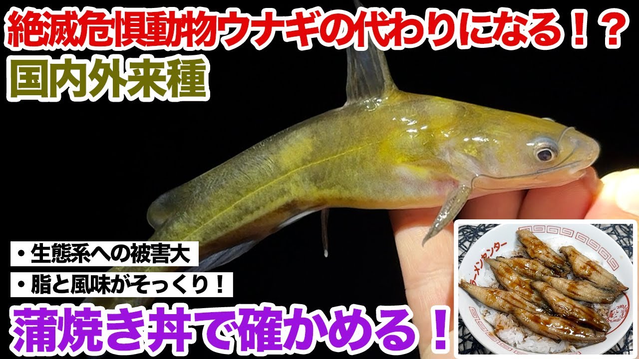 絶滅危惧動物ウナギの代わりになる！？国内外来種