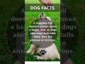 DidYouNo? #fact #facts #didyouknow #youtubeshorts #dog #dogs #doglover #doglovers