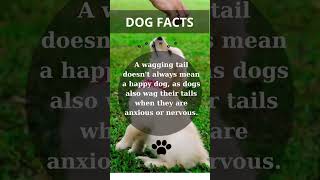 DidYouNo? #fact #facts #didyouknow #youtubeshorts #dog #dogs #doglover #doglovers
