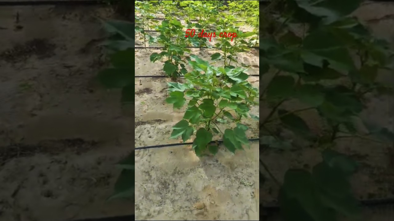 cotton crop drip irrigation system 