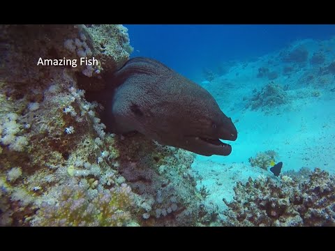 Underwater 4k nature video with relaxation music