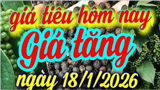 Download Lagu giá tiêu hôm nay ngày 18/1/2026 MP3