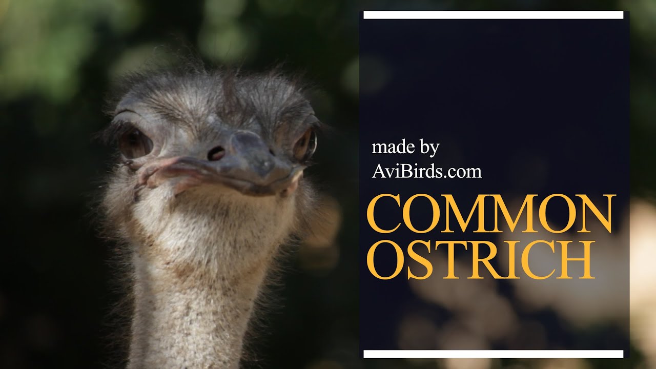 Common Ostrich [Struthio Camelus]