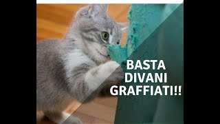 Esiste un Divano Antigraffio? Sembra proprio di SI 