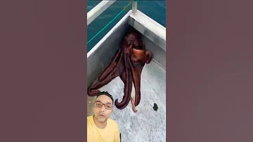 شاهد اغرب هروب اخطبوط من مركب Octopus Escapes From A Boat Shorts 