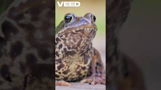 Top 3 Cutest Frogs!??!?!?!?!?!?!?!?!?!?!?!?!?!?! #reptiles #amphibians #frogs