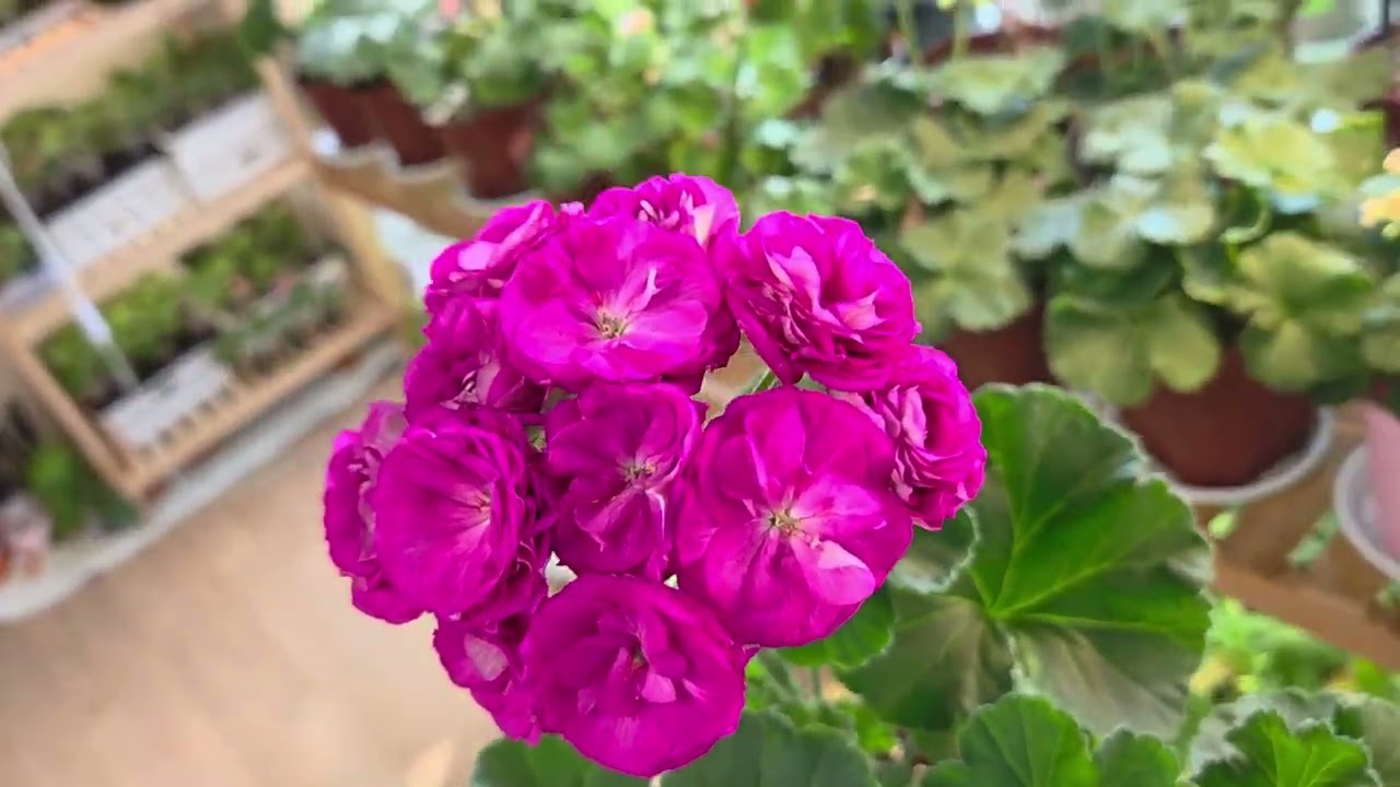 2/21#완볼이룬 ug스프링노트.고틱카.소개영상입니다.