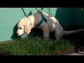 How to Potty Train your Puppy to "Go Potty" on the Doggie Lawn