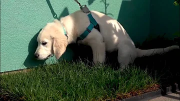 Can dogs potty on balcony?