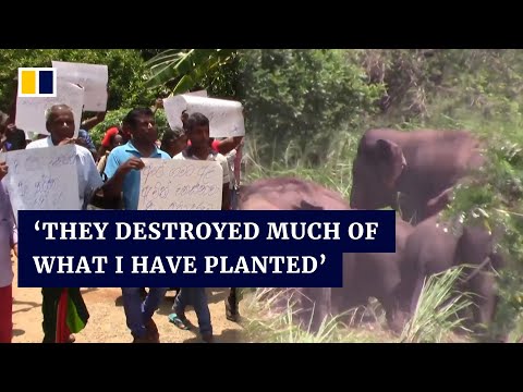 Sri Lanka farmers protest after elephants ravage nearly half their crops