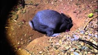 Mother Rabbit feeds 9 day old baby bunnies