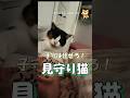 子守も出来る猫、凄くない？ #海外 #動物 #funnyanimals