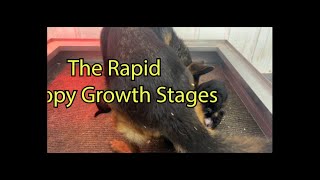 The Rapid Puppy Growth Stages by Watchman German Shepherds 304 views 4 months ago 2 minutes, 55 seconds