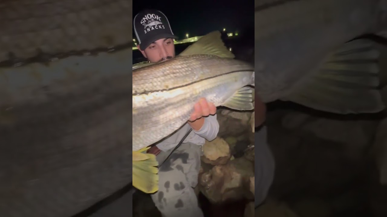 HUGE Snook on the Savage Gear 3 D Line Thru Blue Gill! Get yours in the  link pinned in the comments! 