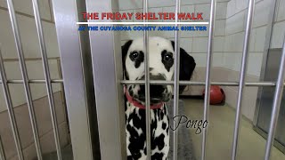 The Friday Shelter Walk At CCAS For The Weekend Of Jan  7, 2022!