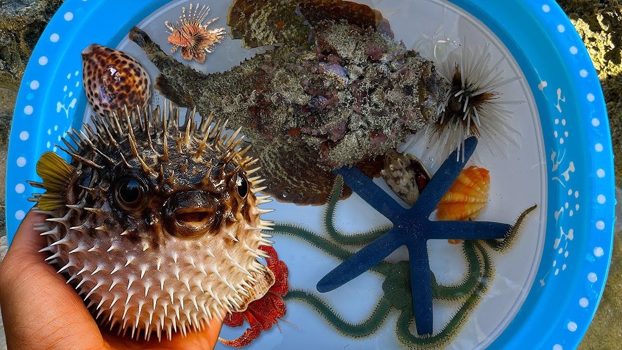 WOW! Tangkap ikan buntal besar dan kerang, kelomang, ikan hias, ikan laut, kepiting, stonefish