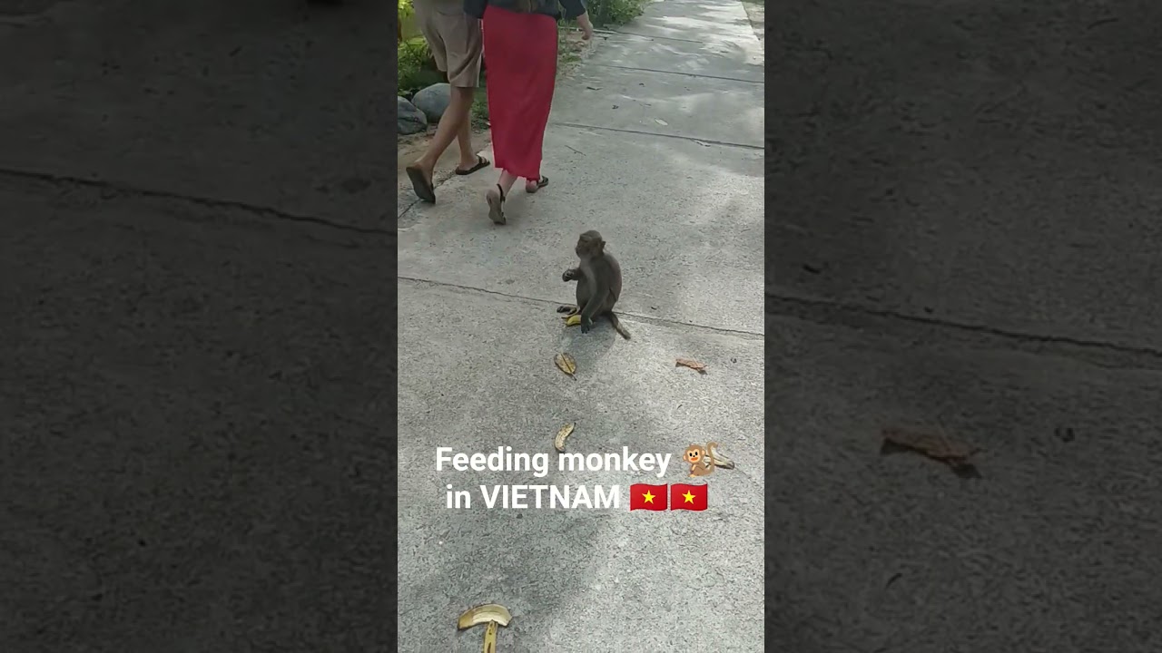 Feeding monkey 🐒 in VIETNAM 🇻🇳 