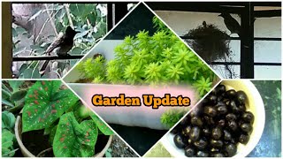 Garden Update in Tamil/Birds Nest With Eggs/Huge Jamoon Tree with English subtitles