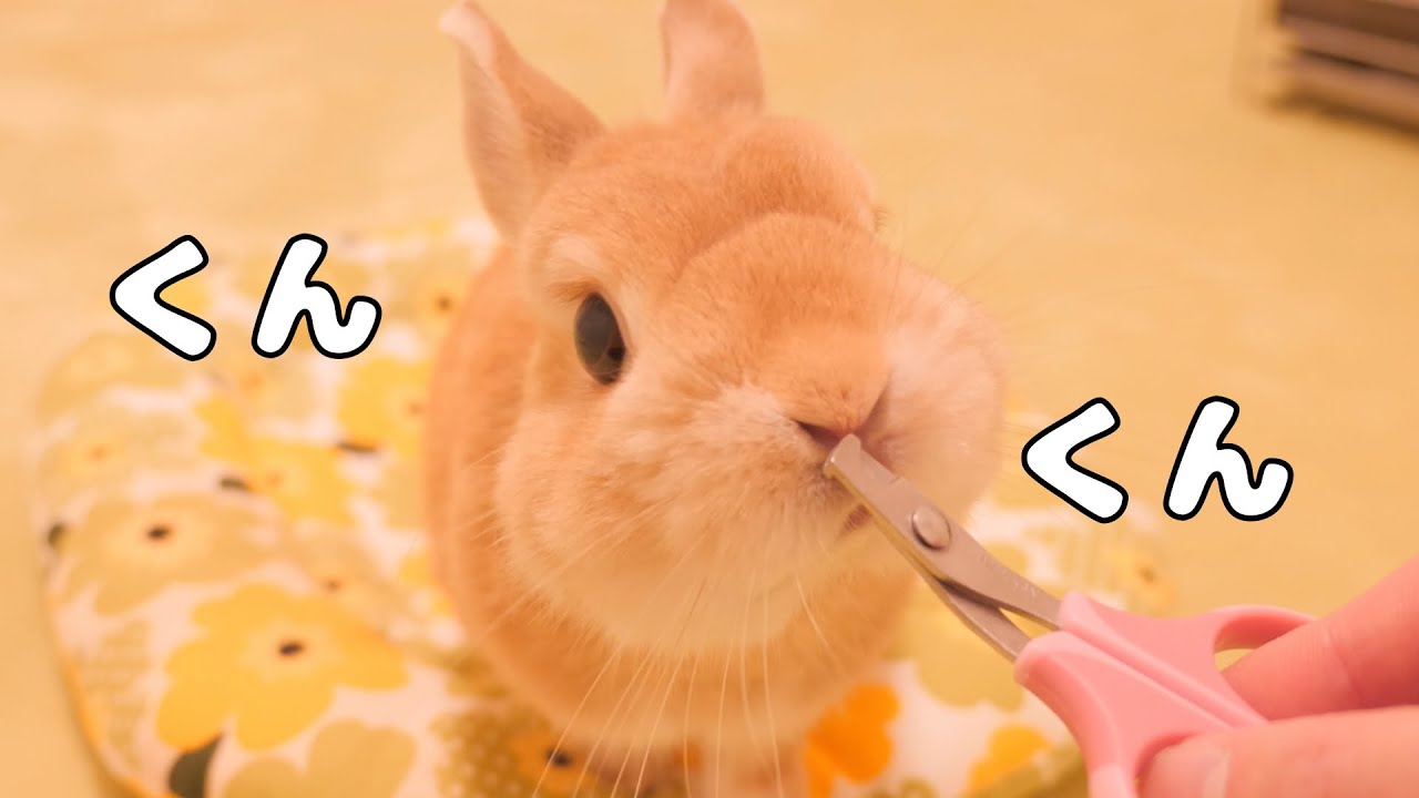 うさぎ 初めての野菜を食べる前にウサギの嫌いなあの悪夢が再びやってきました