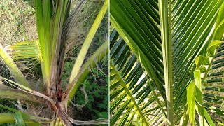 The difference between protecting coconut with salt and not protecting coconut at all - Coconut Crop