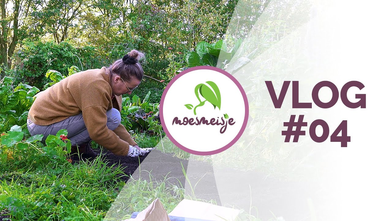 MOESTUINVLOG #4 | Moestuin in de herfst: oogsten, verwijderen en planten