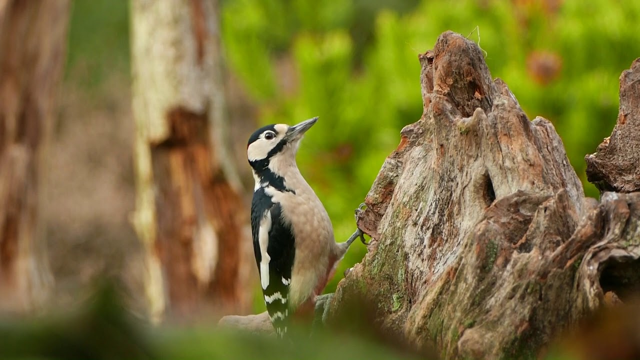 Han Bouwmeester Fotohut 3