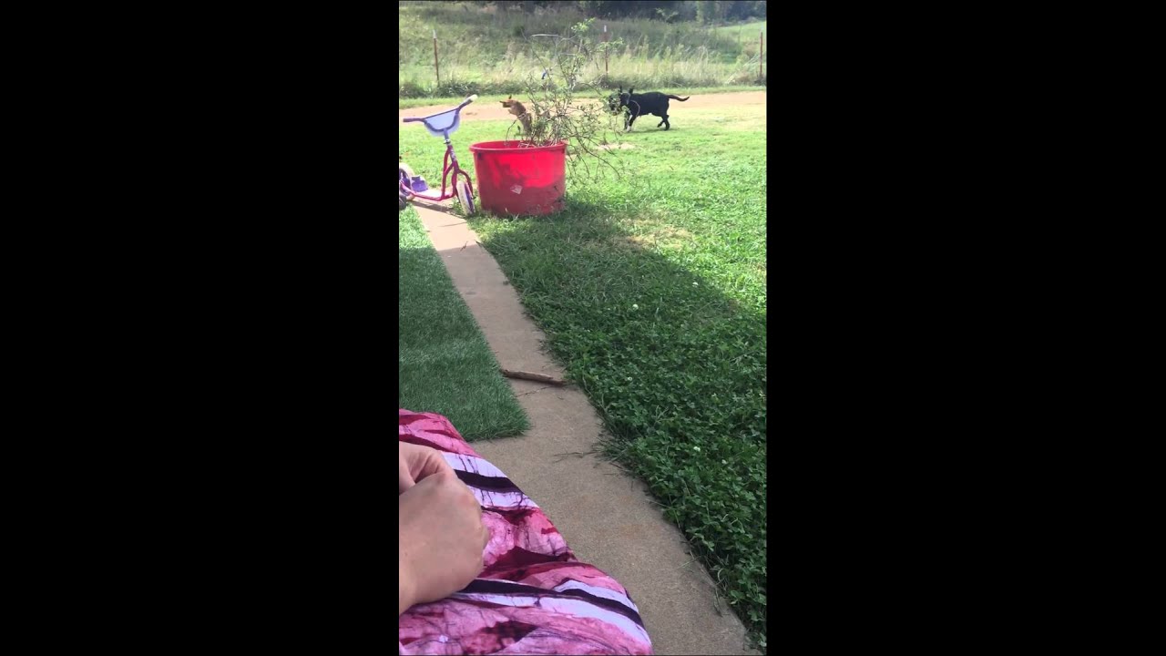 Dog kills baby skunk YouTube