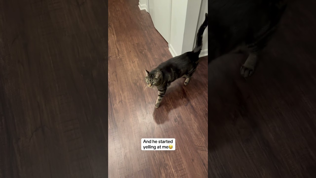 I can&rsquo;t believe I have a cat who demands to wear a tie 😂