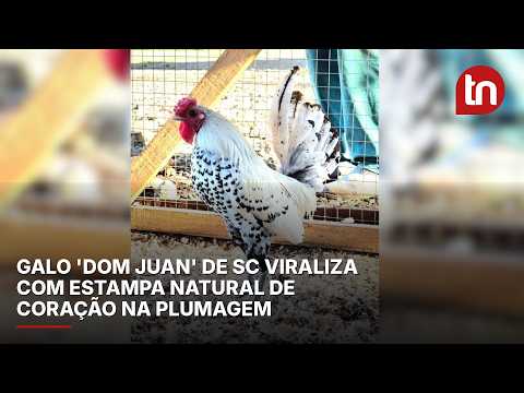 Galo 'Dom Juan' de SC viraliza com estampa natural de coração na plumagem