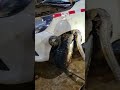 ular piton berbisa tersangkut dibawah ban mobil