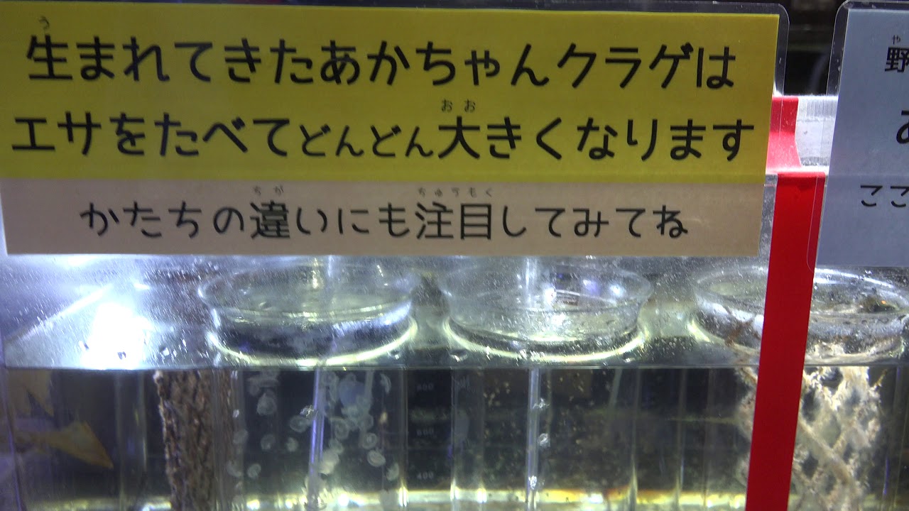 ミズクラゲの生態 クラゲ解説コーナー 山形の加茂水族館へ行って来ました C0021 Youtube