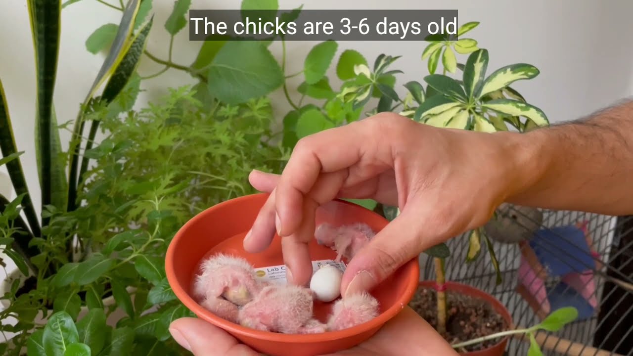 Love bird chicks 3 days old video