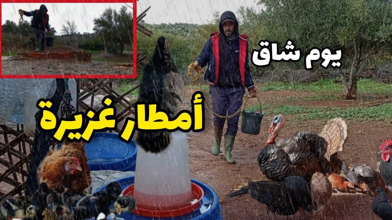 العمل مع الحيونات تحت الأمطار الغزيرة وجلب الماء الدافئ من البئر للكتاكيت 