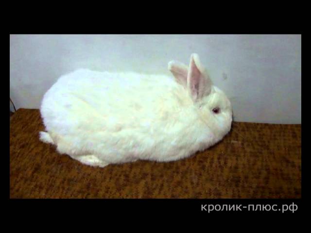 Новозеландский белый кролик