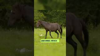 Cracker Horses in Florida