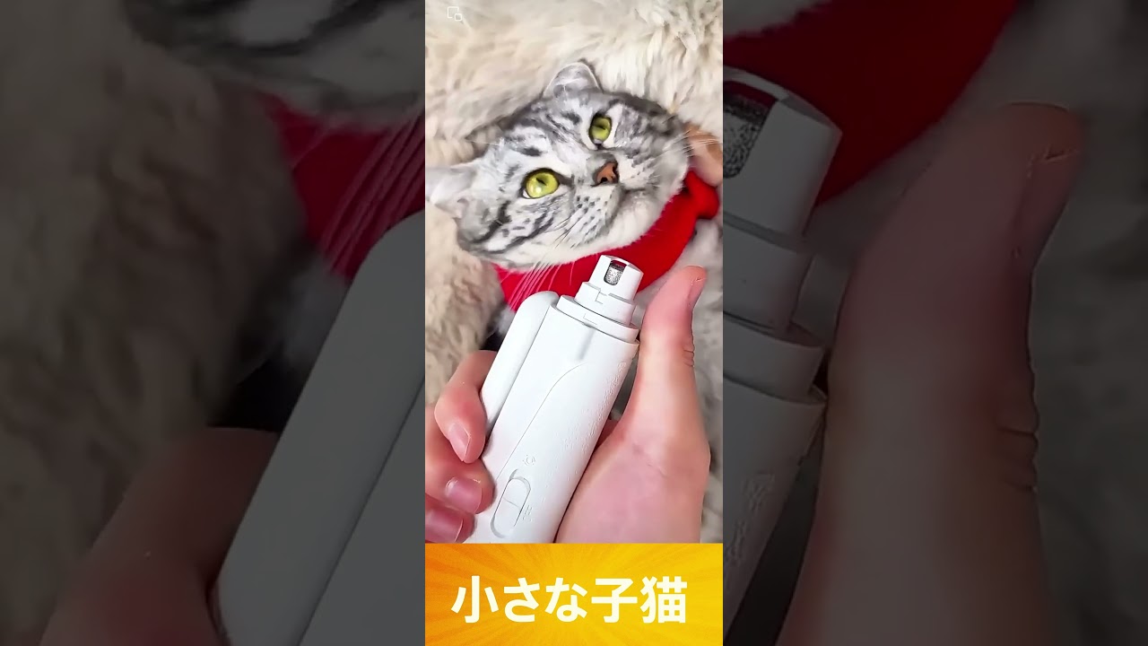 Little Princess Kitty  