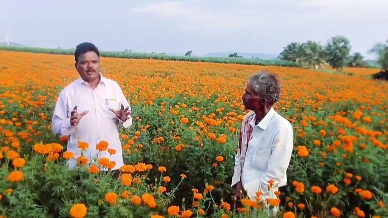 ಚಂಡು ಹೂವಿನ ಫಲಿತಾಂಶ