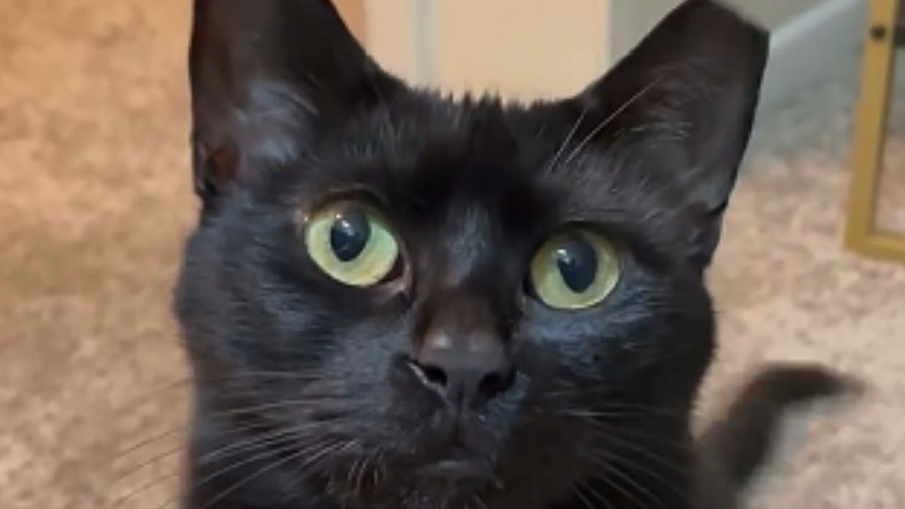 Никто не поверил, что она нашла котенка, пьющего кофе, — а потом случилось вот это.